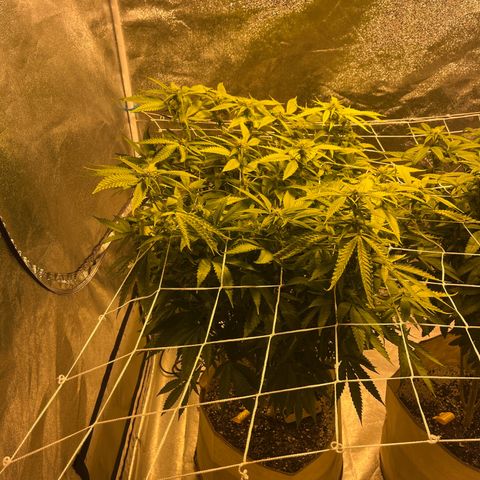 BB#2 growlog photo: Before defoliating 