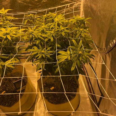 BB#1 growlog photo: After defoliating 