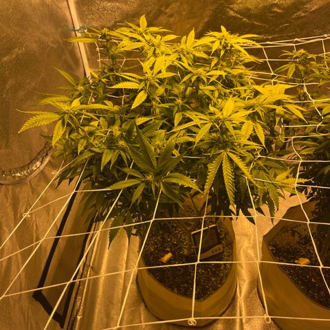 BB#2 growlog photo: After defoliating 