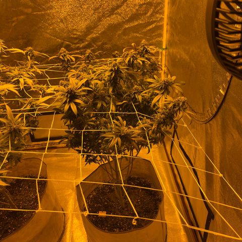 BB#1 growlog timeline photo