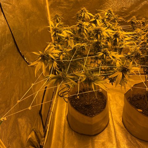 BB#2 growlog timeline photo