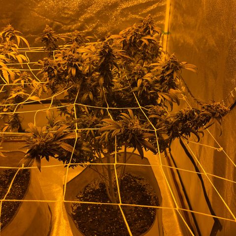 BB#1 growlog photo: Before defoliating 