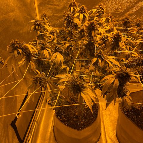BB#2 growlog photo: Before defoliating 