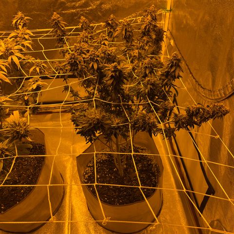 BB#1 growlog photo: After