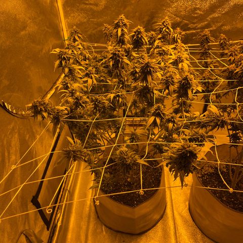 BB#2 growlog photo: After a LIGHT defoliation 