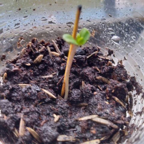 Genética desconocida growlog timeline photo