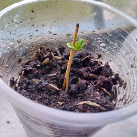 Genética desconocida growlog timeline photo