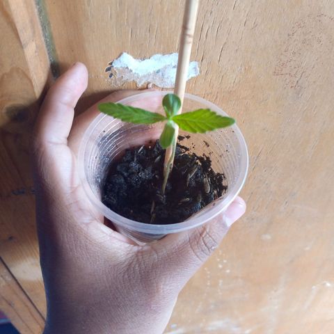 Genética desconocida growlog timeline photo