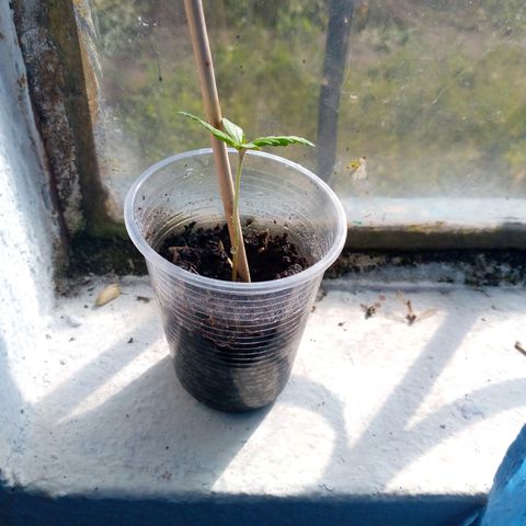Genética desconocida growlog timeline photo