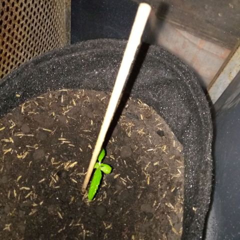Genética desconocida growlog timeline photo