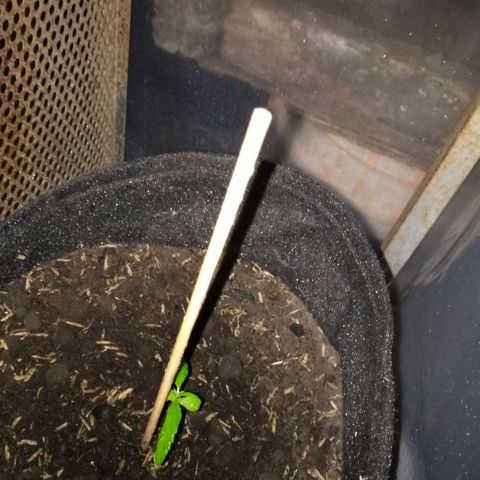 Genética desconocida growlog timeline photo