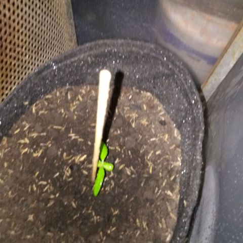 Genética desconocida growlog timeline photo