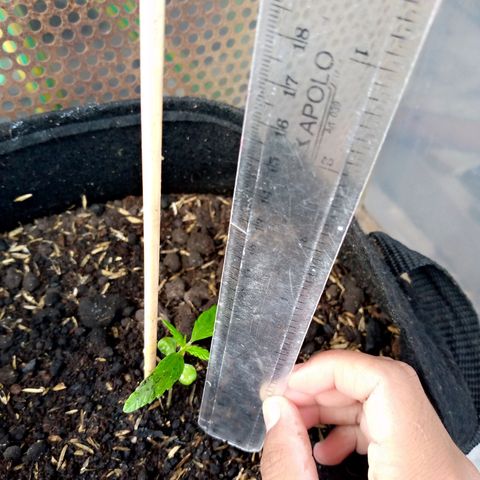 Genética desconocida growlog photo: 6cm de altura 
4 folios 
Nutriente de sábila, zanahoria y cebolla 