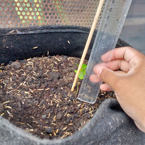Genética desconocida growlog photo: 6cm de altura 
4 folios 
Nutriente de sábila, zanahoria y cebolla 