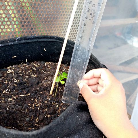 Genética desconocida growlog photo: 6cm de altura 
4 folios 
Nutriente de sábila, zanahoria y cebolla 