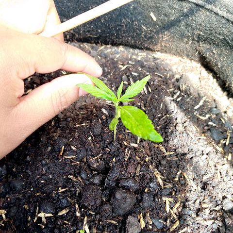Genética desconocida growlog photo: Presencia de nuevos foliolos 