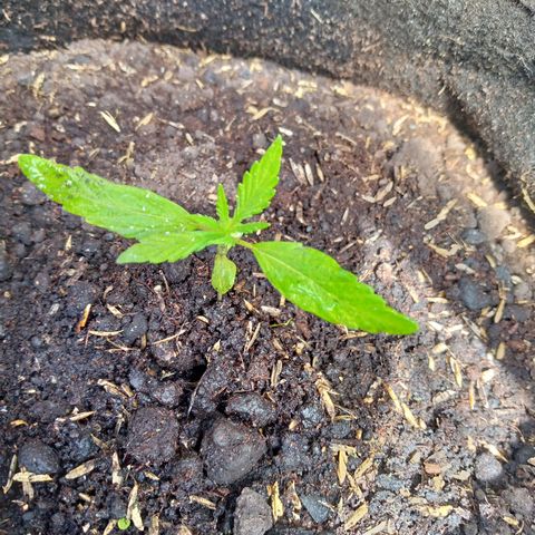 Genética desconocida growlog photo: Presencia de nuevos foliolos 