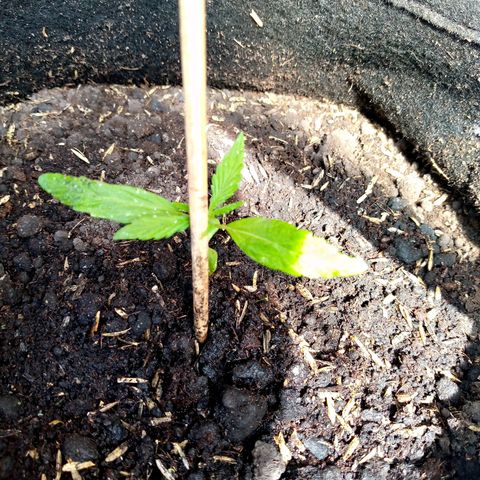 Genética desconocida growlog photo: Presencia de nuevos foliolos 