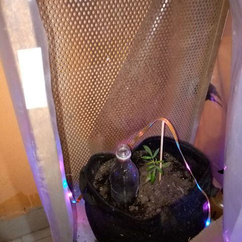 Genética desconocida growlog photo: Hojas bajeras con marchitamiento 