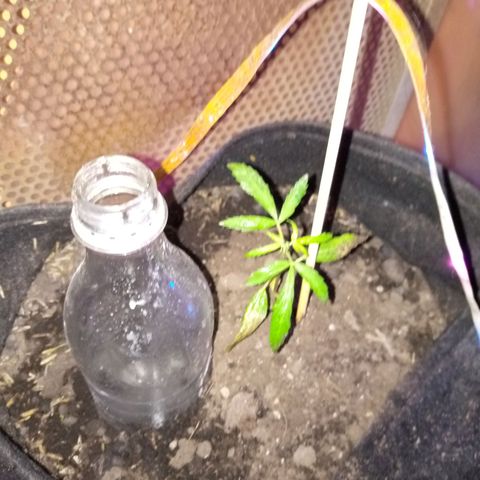 Genética desconocida growlog photo: Hojas bajeras con marchitamiento 
