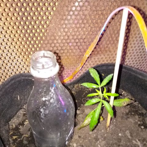 Genética desconocida growlog photo: Hojas bajeras con marchitamiento 
