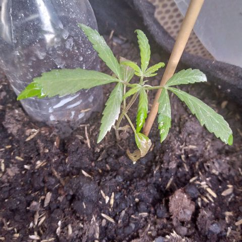 Genética desconocida growlog photo: Presenta marchitamiento en hojas bajeras 