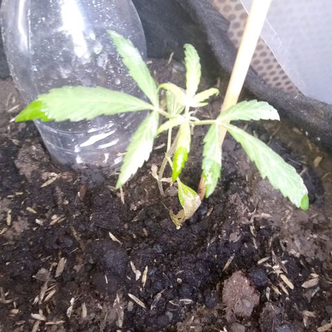 Genética desconocida growlog photo: Presenta marchitamiento en hojas bajeras 