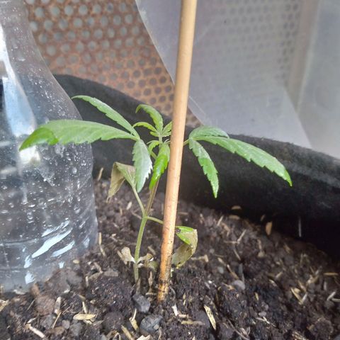 Genética desconocida growlog photo: Presenta marchitamiento en hojas bajeras 