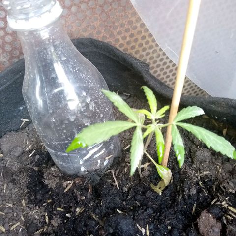 Genética desconocida growlog photo: Presenta marchitamiento en hojas bajeras 