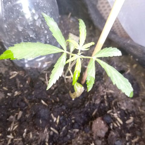 Genética desconocida growlog photo: Presenta marchitamiento en hojas bajeras 