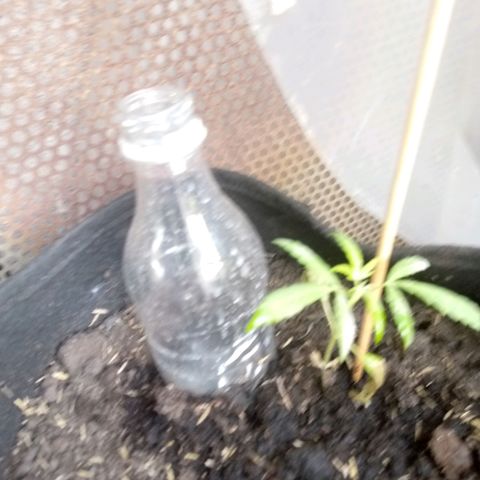 Genética desconocida growlog photo: Presenta marchitamiento en hojas bajeras 
