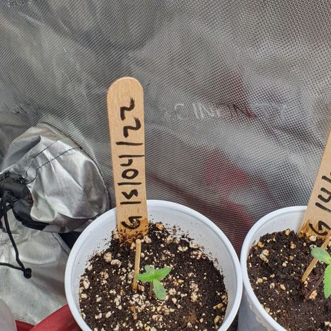 Genética desconocida growlog timeline photo