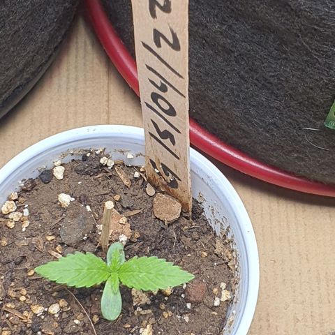 Genética desconocida growlog timeline photo