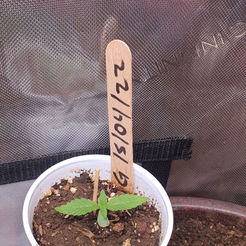 Genética desconocida growlog photo: Sana 