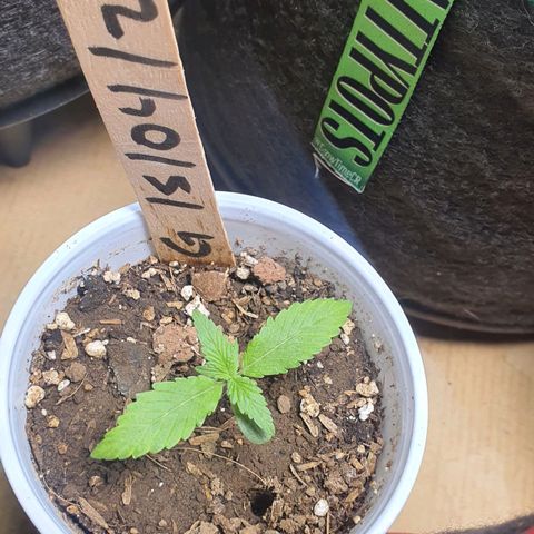 Genética desconocida growlog timeline photo
