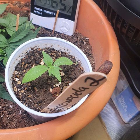 Genética desconocida growlog timeline photo