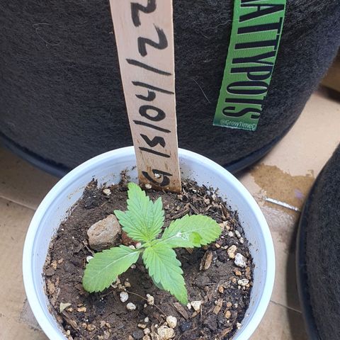 Genética desconocida growlog timeline photo