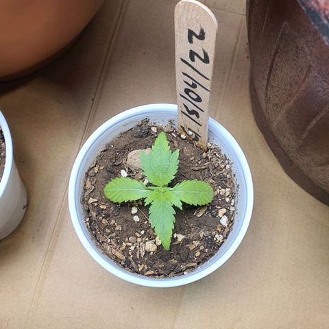 Genética desconocida growlog timeline photo