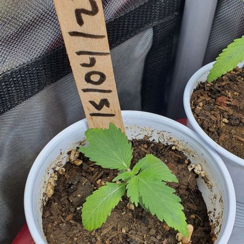 Genética desconocida growlog timeline photo