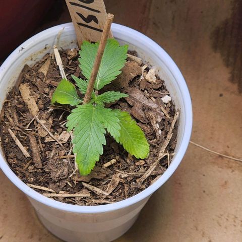 Genética desconocida growlog timeline photo