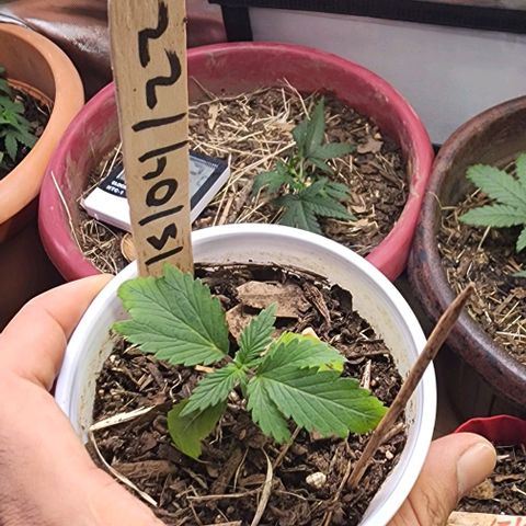 Genética desconocida growlog timeline photo