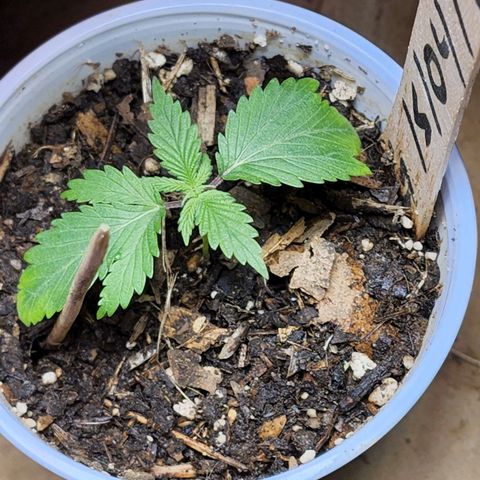 Genética desconocida growlog timeline photo