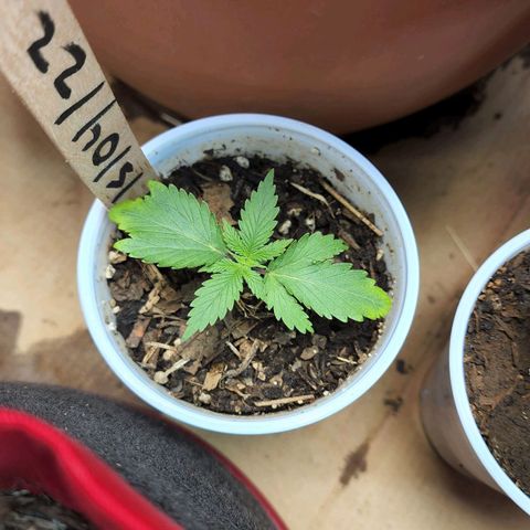 Genética desconocida growlog timeline photo