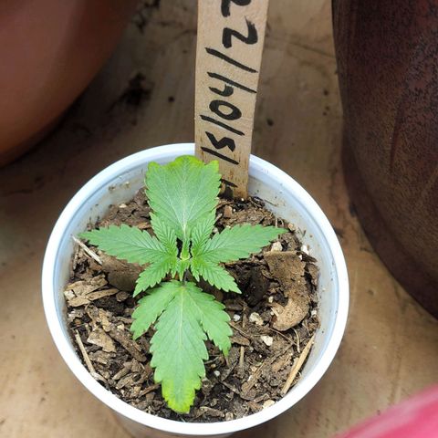 Genética desconocida growlog timeline photo