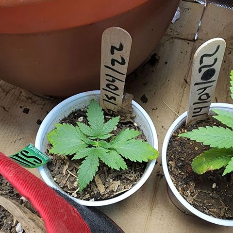 Genética desconocida growlog timeline photo