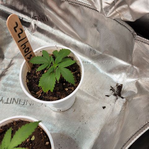 Genética desconocida growlog timeline photo