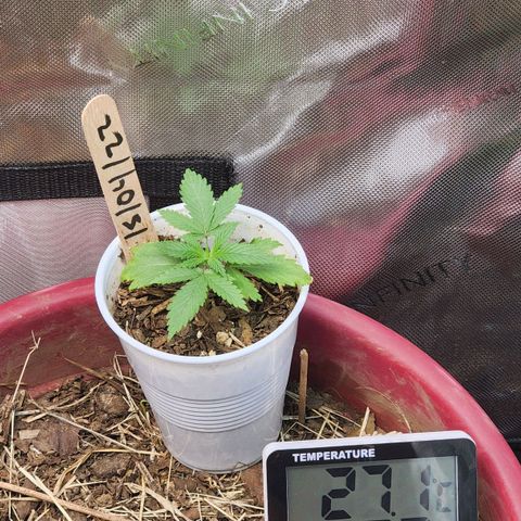 Genética desconocida growlog timeline photo