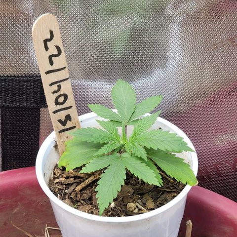Genética desconocida growlog timeline photo