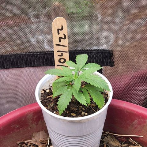 Genética desconocida growlog timeline photo