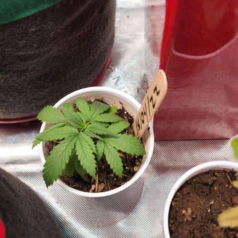 Genética desconocida growlog timeline photo